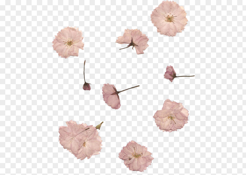 Cock Pressed Flower Craft Cherry Blossom Petal Pink PNG