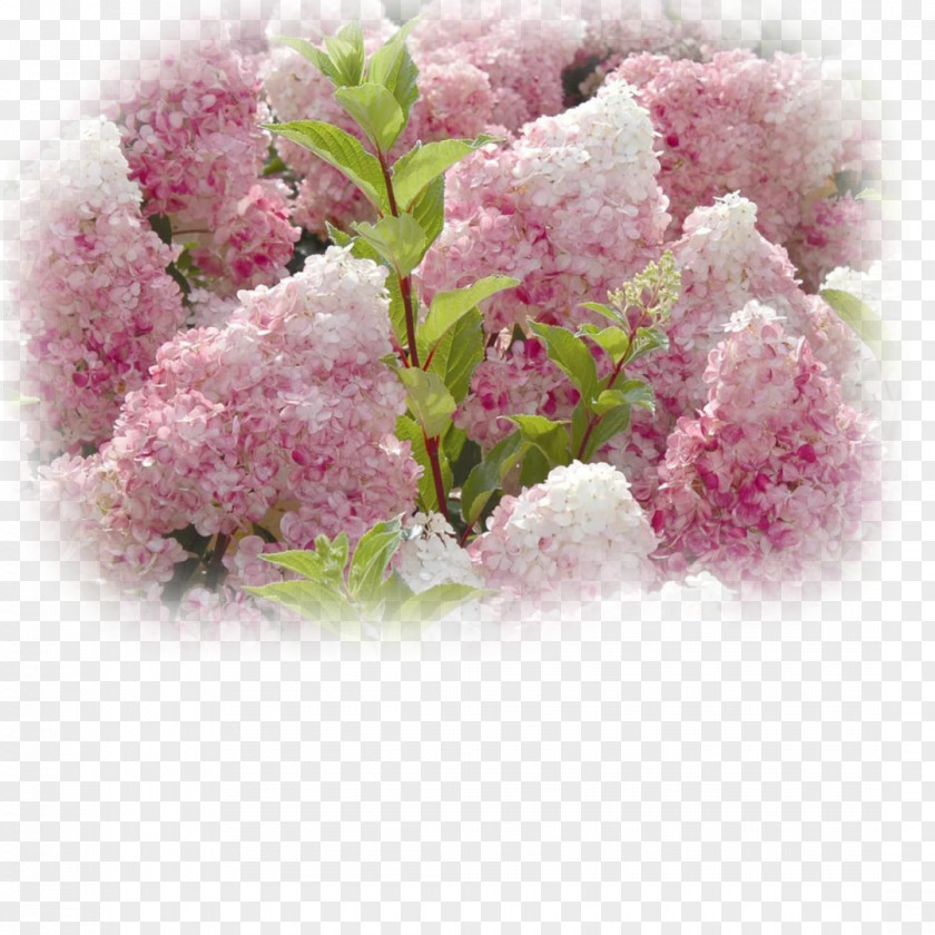 Hydrangea Flowers Panicled Flower Seed Garden PNG
