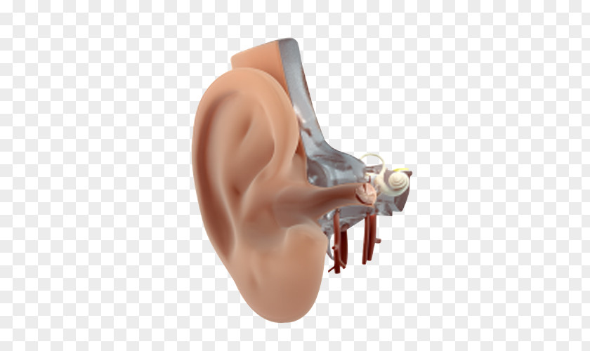 Outer Ear Hearing PNG