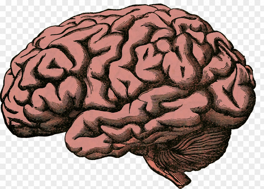 Rusty Brain Human Project Homo Sapiens Body PNG