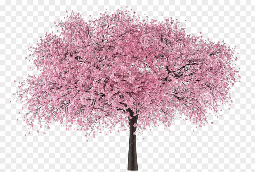 Arvore Sakura Cherry Blossom Clip Art Tree PNG