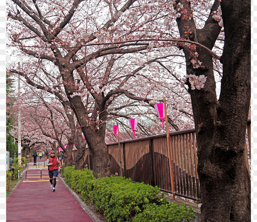 Beautiful Tokyo Cherry National Blossom Festival PNG