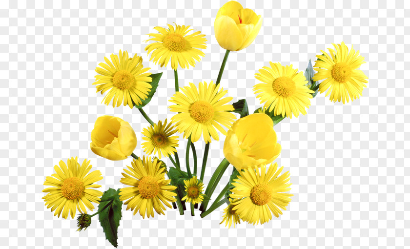 Dandelion Flower PNG