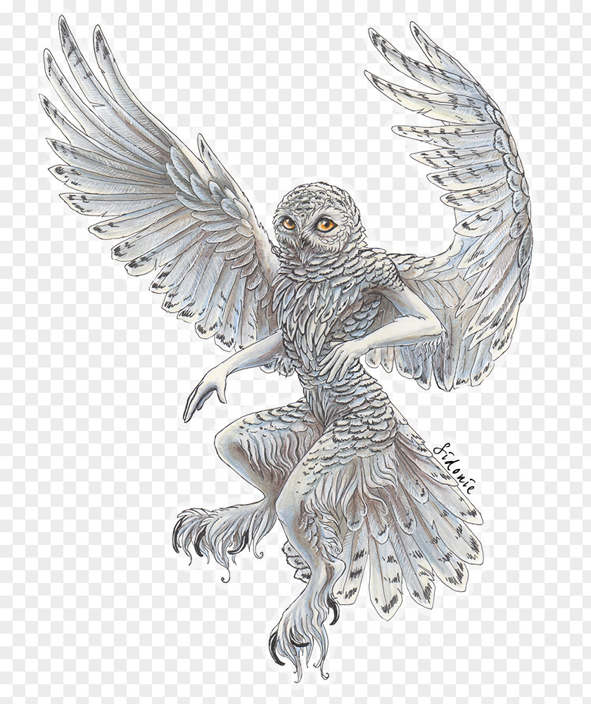 Flying Owl Snowy Bird Drawing Barn PNG