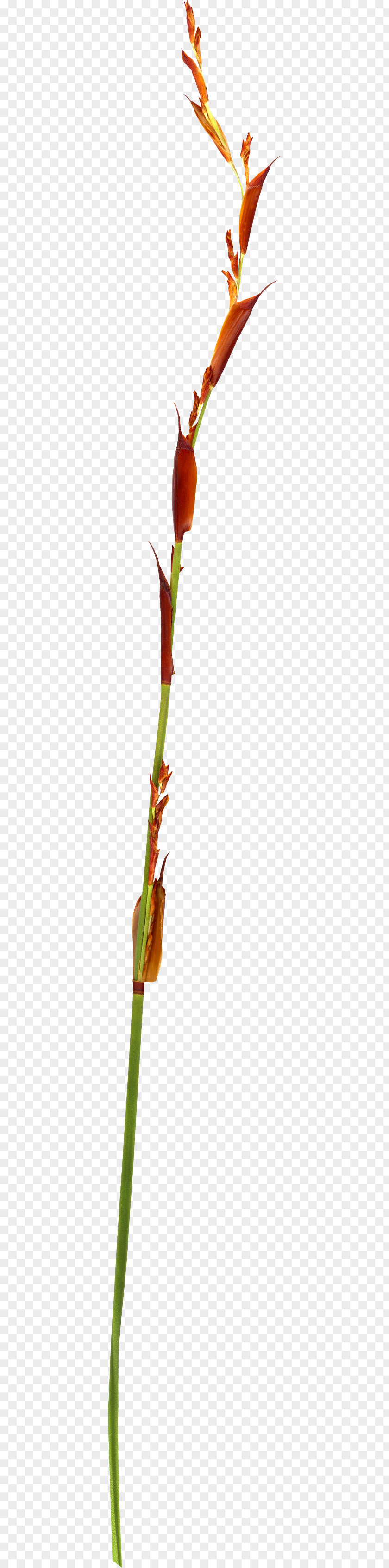Leaf Twig Plant Stem Bud PNG