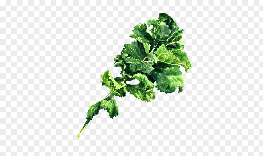 Parsley PNG