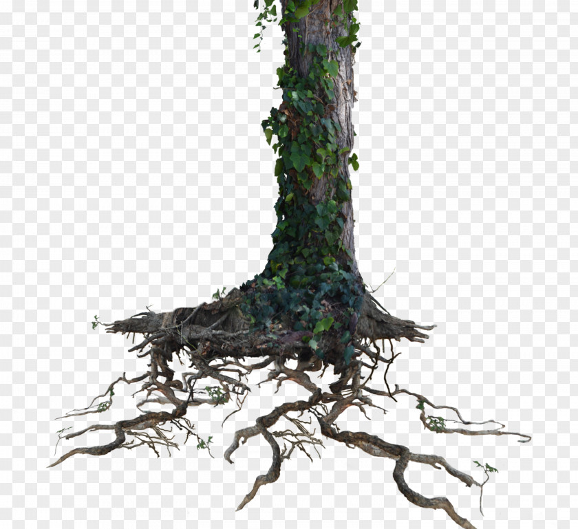 Root Tree Trunk Clip Art PNG