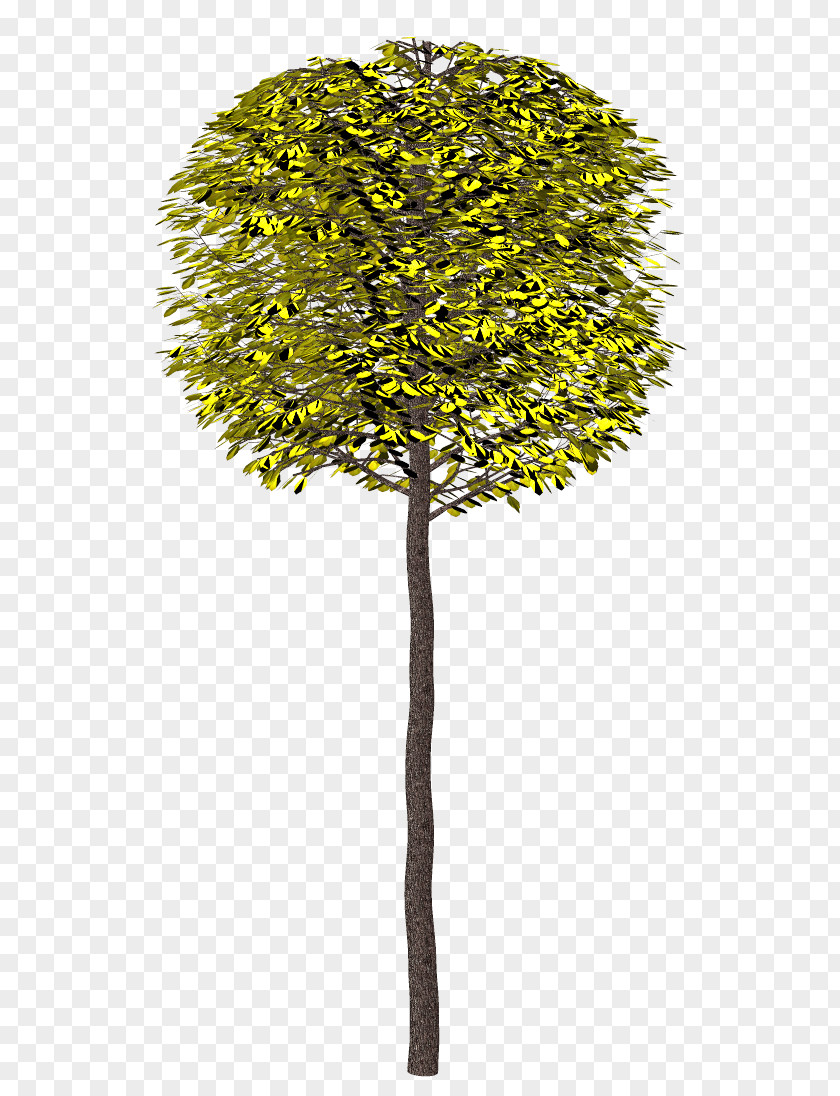 Tree 2404 (عدد) Shrub Clip Art PNG