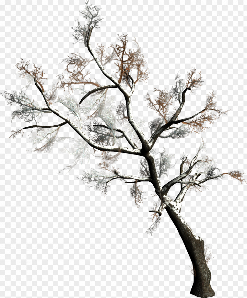 Tree Twig Christmas Clip Art Branch PNG