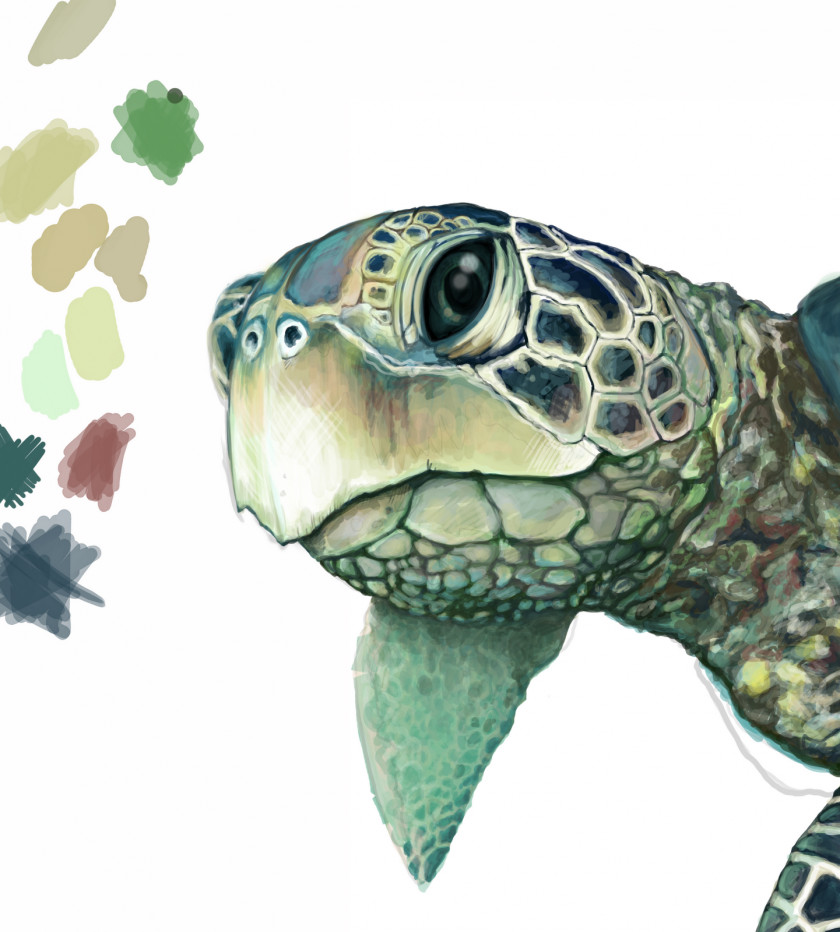 Turtle Green Sea Drawing PNG
