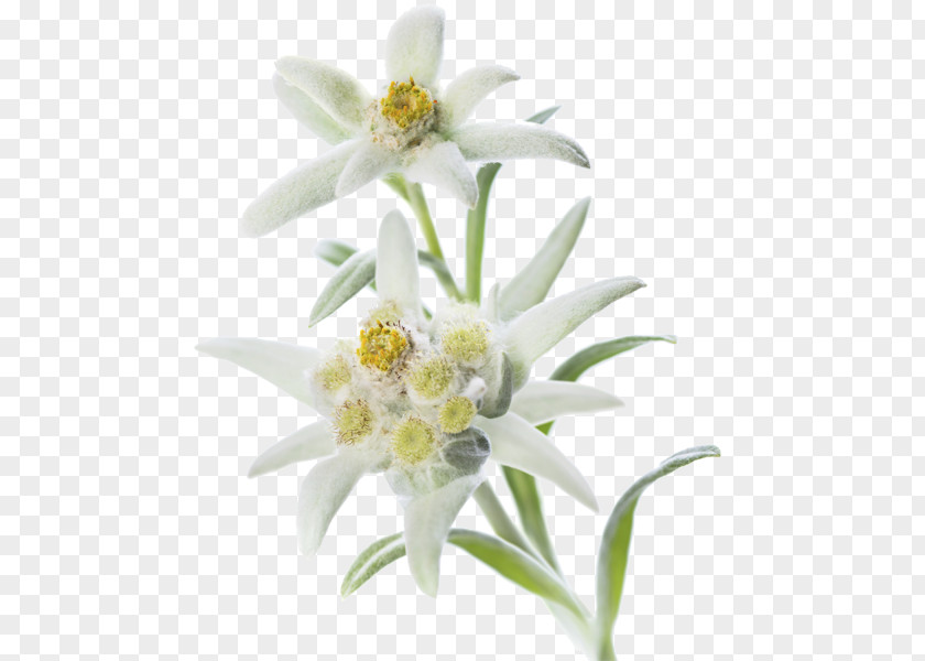 Edelweiss PNG clipart PNG