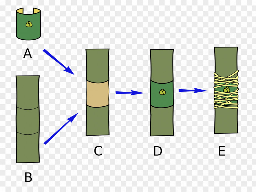 Grafting Sweet Chestnut Shield Budding Plant Propagation Nesto PNG