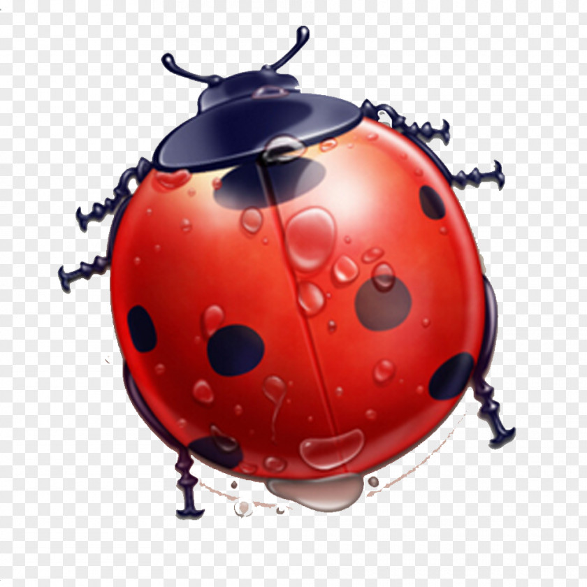Ladybug Theme Elements With Water Droplets User Interface Icon Design PNG