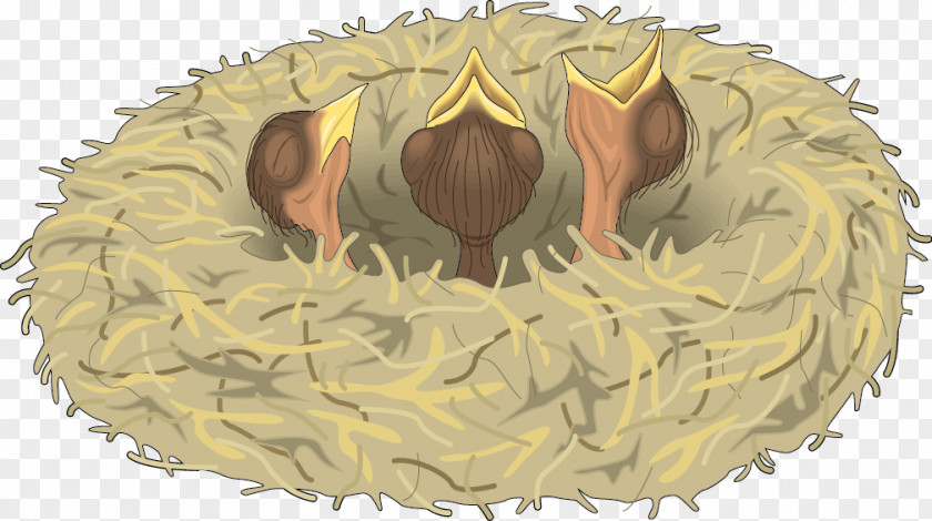 Vector Birds Nest PNG