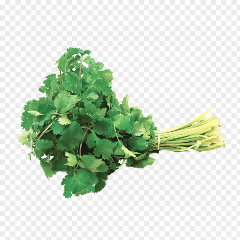 Vegetable Coriander Parsley Leaf Herb PNG
