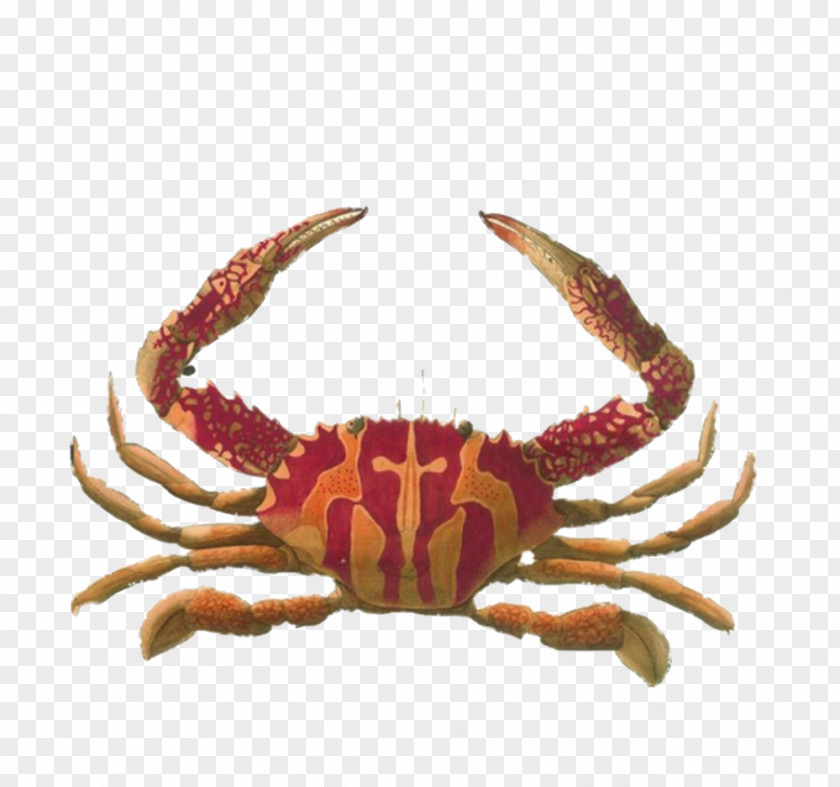 Versuch Einer Naturgeschichte Der Krabben Und Krebse: Nebst Systematischen Beschreibung Ihrer Verschiedenen Arten. .... Erstes Heft Crab Lobster Eumalacostraca Sobotta Atlas Of Human Anatomy PNG of Anatomy, Painted red crab clipart PNG