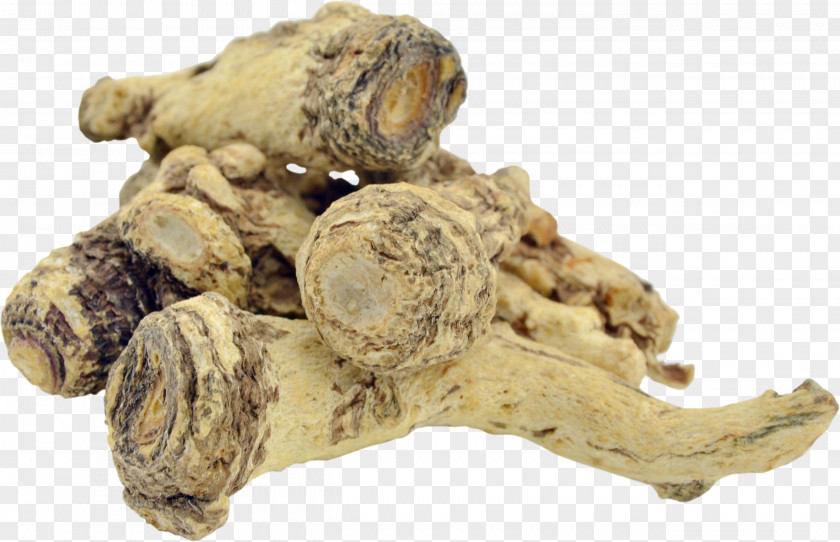 Cooking Seasoning Ginger Female Ginseng Angelica Archangelica Chinese Herbology Traditional Medicine PNG