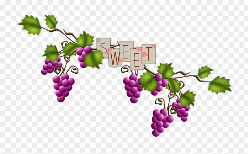 Grape Image Vector Graphics Clip Art PNG