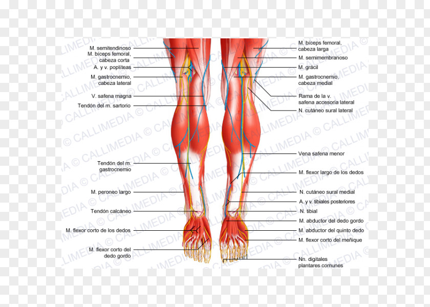 Human Leg Posterior Compartment Of Body Muscle Anatomy PNG leg compartment of body Anatomy, others clipart PNG