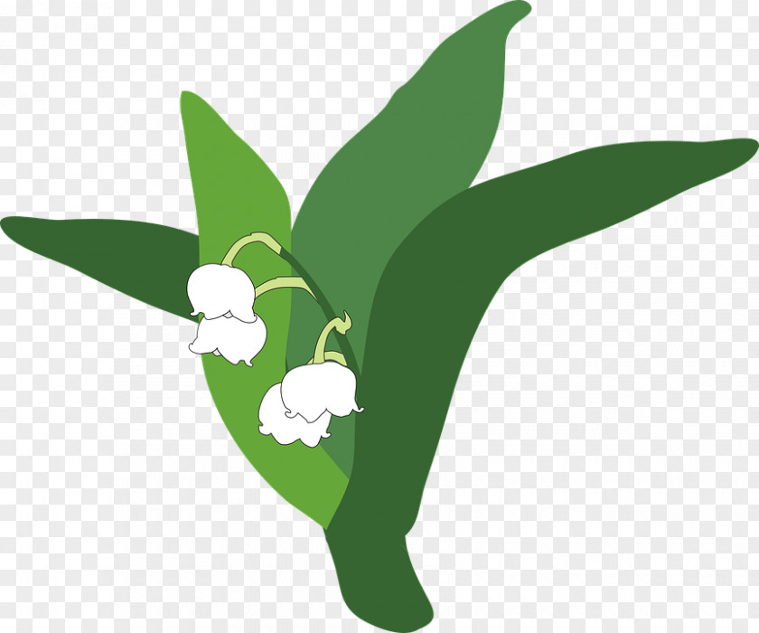 Lily Of The Valley Pic Clip Art PNG