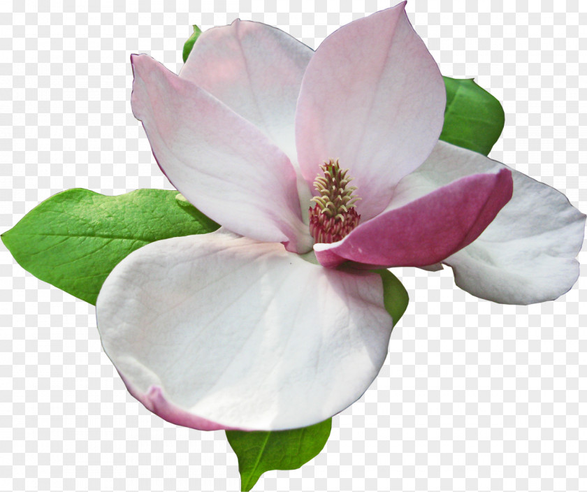 Lotus Magnoliaceae Flower RAR PNG