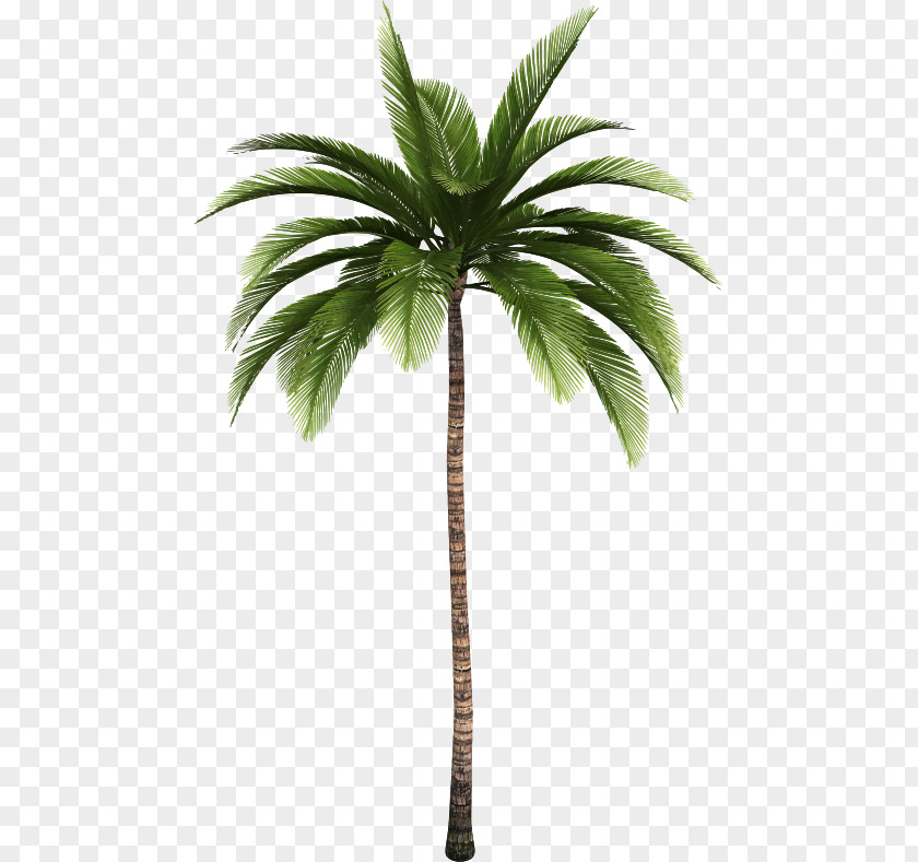 Simple Low Poly Lion Palm Trees Clip Art Coconut Trunk PNG