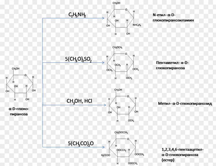 Subtilis Cellulose Glucose Carbohydrate Esterification Chemistry PNG
