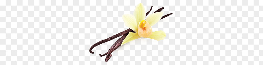Vanilla Flower Beans PNG Beans, yellow petal flower clipart PNG