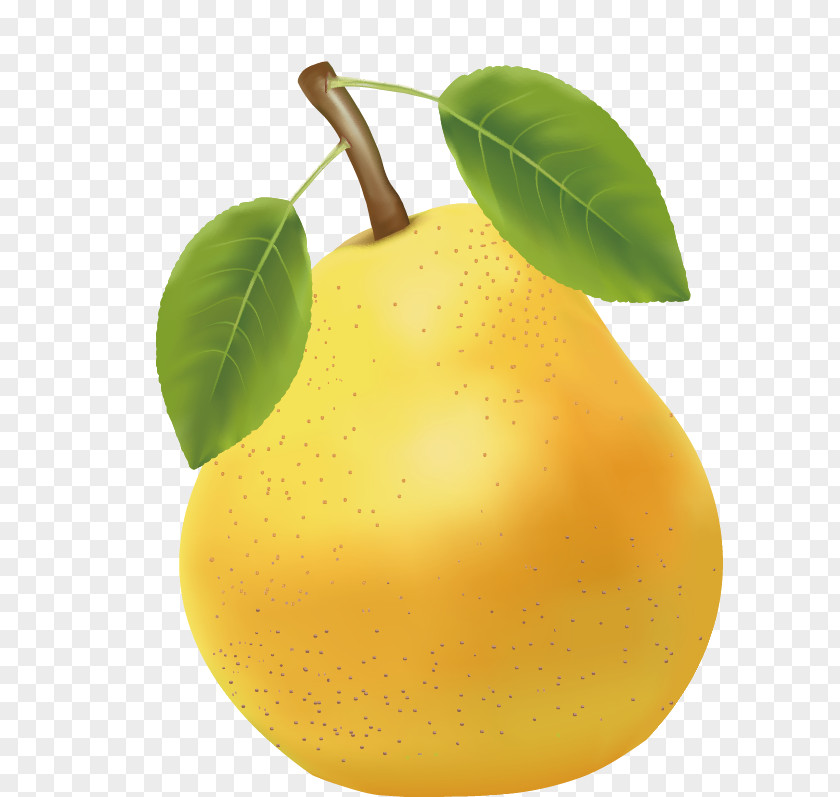A Pear In FIG. Asian Citrus Junos PNG