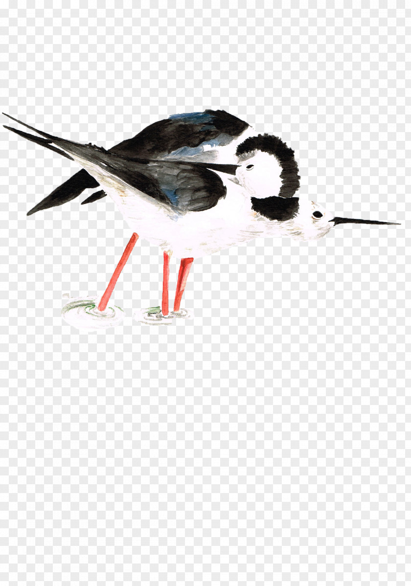 Beak Fauna Feather Wader PNG
