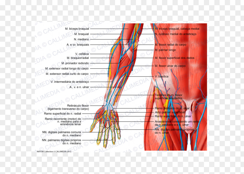 Hand Anterior Compartment Of The Forearm Muscle Anatomy Elbow PNG