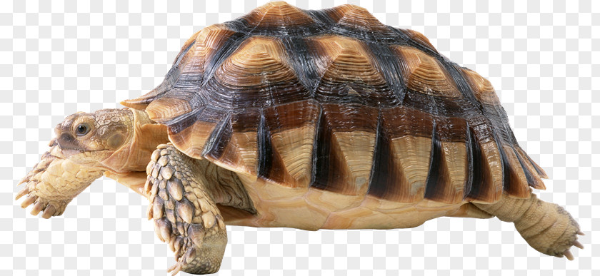 Volkswagen Turtle PNG