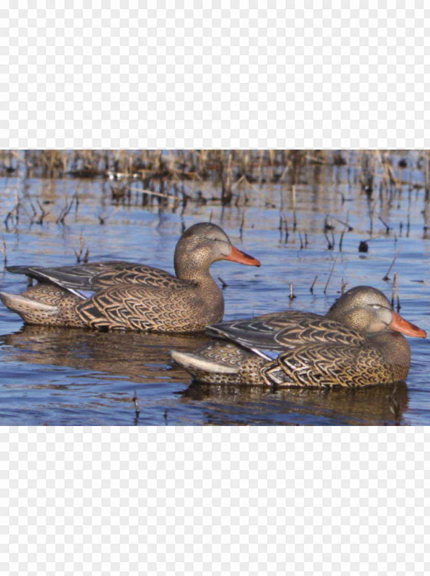Duck Decoy Mallard Seaducks Goose Teal PNG