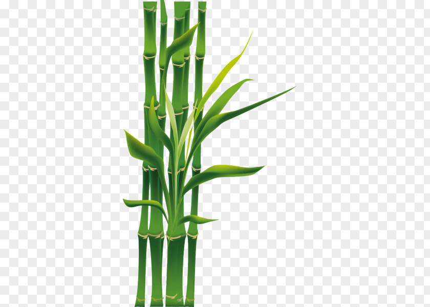 Flowering Plant Grass Bamboo Green Stem Flower PNG