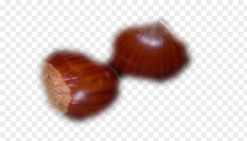 Fruit Sec Chestnut PNG