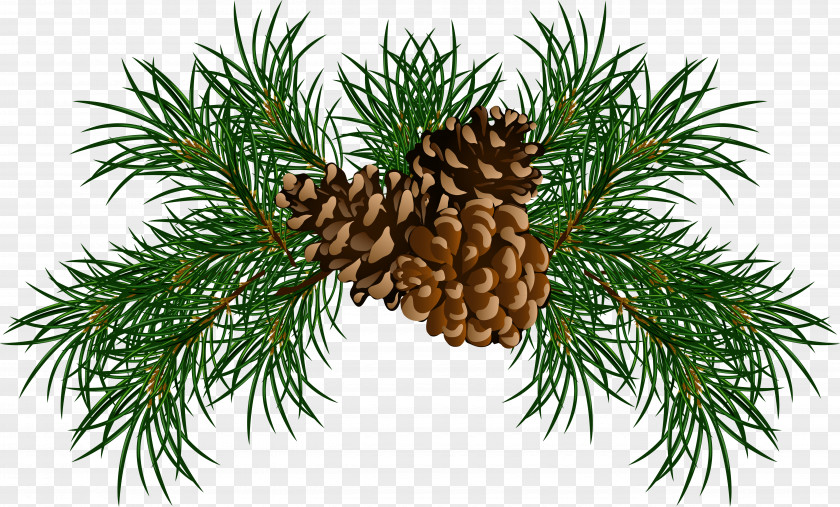 Pine Branches With Cones Picture Conifer Cone Branch Clip Art PNG