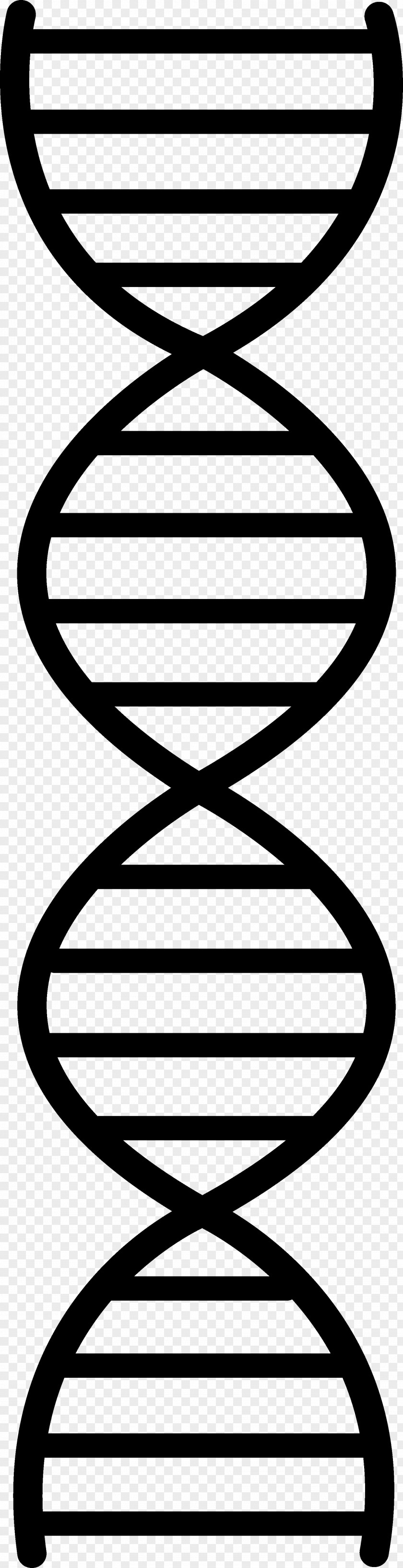 Double Helix Vector DNA Replication Nucleic Acid Clip Art PNG