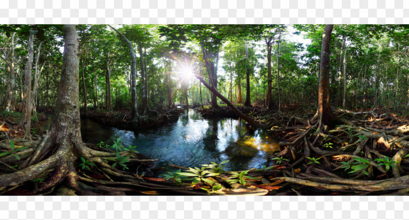Forest Tha Pom Klong Song Nam Freshwater Swamp Peat Mangrove PNG