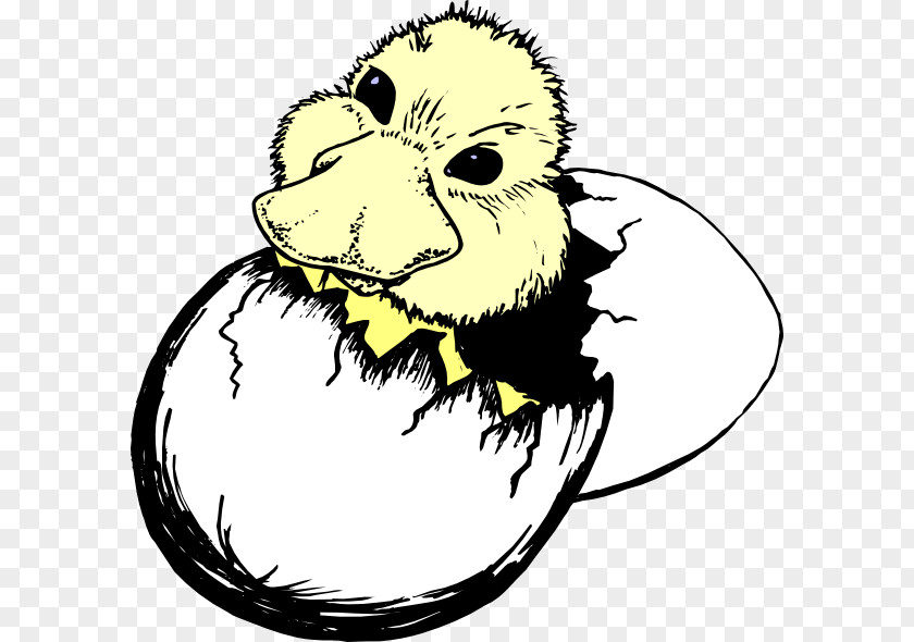 Owl Hatch Cliparts Duck Hatching Clip Art PNG