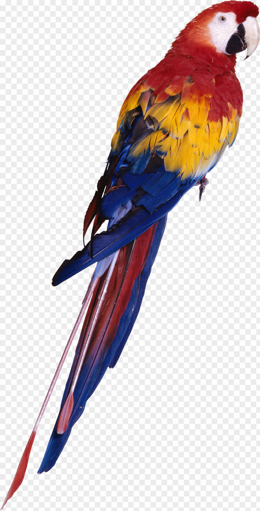 Parrot Images, Free Download Red-and-green Macaw Bird PNG