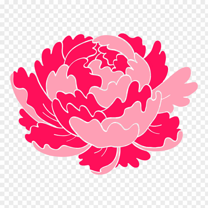 Protea Pink Family Flower Plant Petal Peony PNG