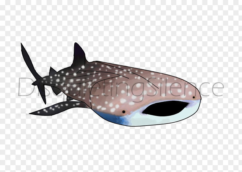 Shark Marine Biology PNG