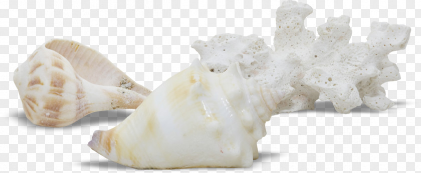 Conch Seashell Viviparidae Clip Art PNG