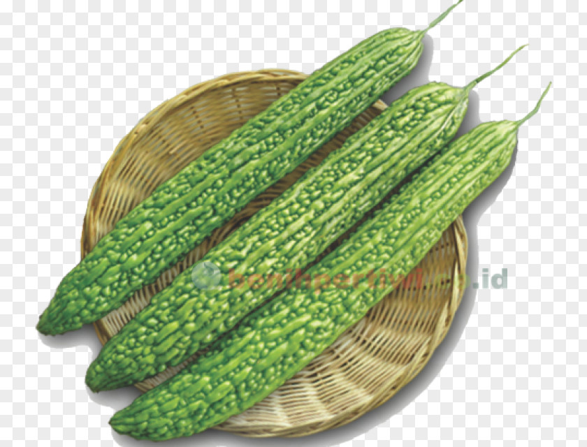 Cucumber Bitter Melon Maize Benih Crop PNG