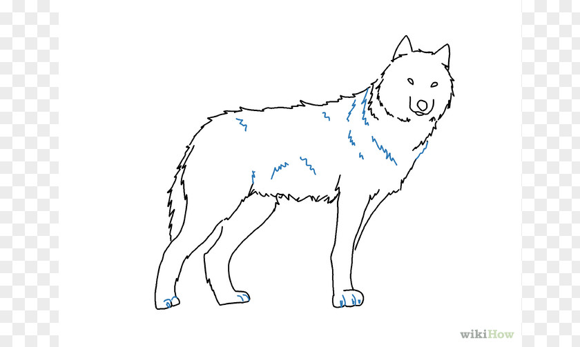 Easy Wolf Drawings Gray Drawing Pencil Sketch PNG
