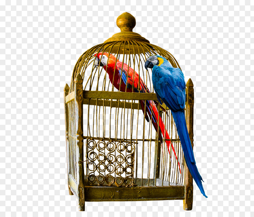 Cat Why Does My -? Birdcage PNG