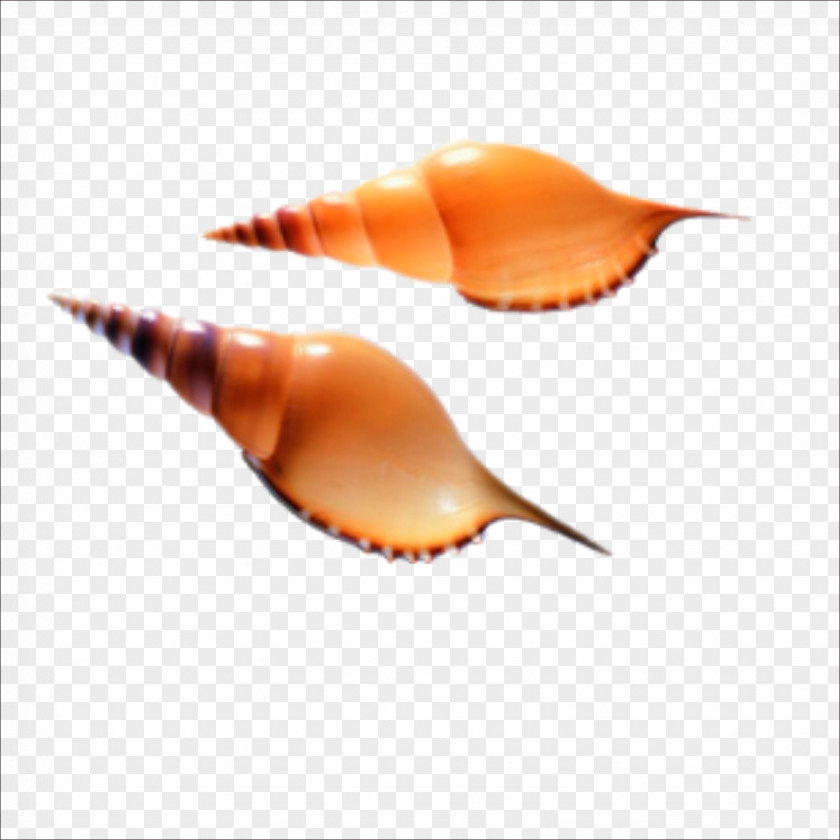 Conch Siping Mulin Travel Agency Seashell U5173u95e8u5c71 Molluscs Sea Snail PNG