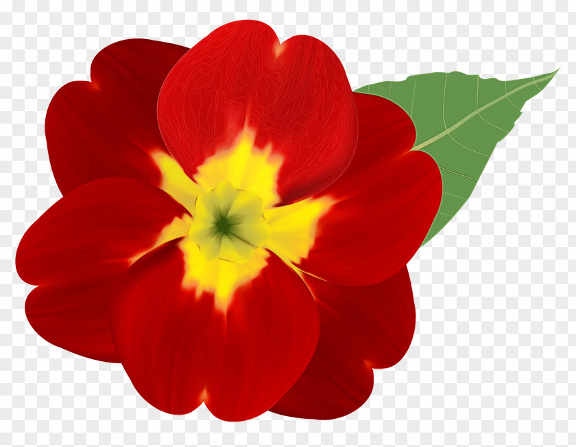 Herbaceous Plant Impatiens Flower Petal Red Flowering PNG