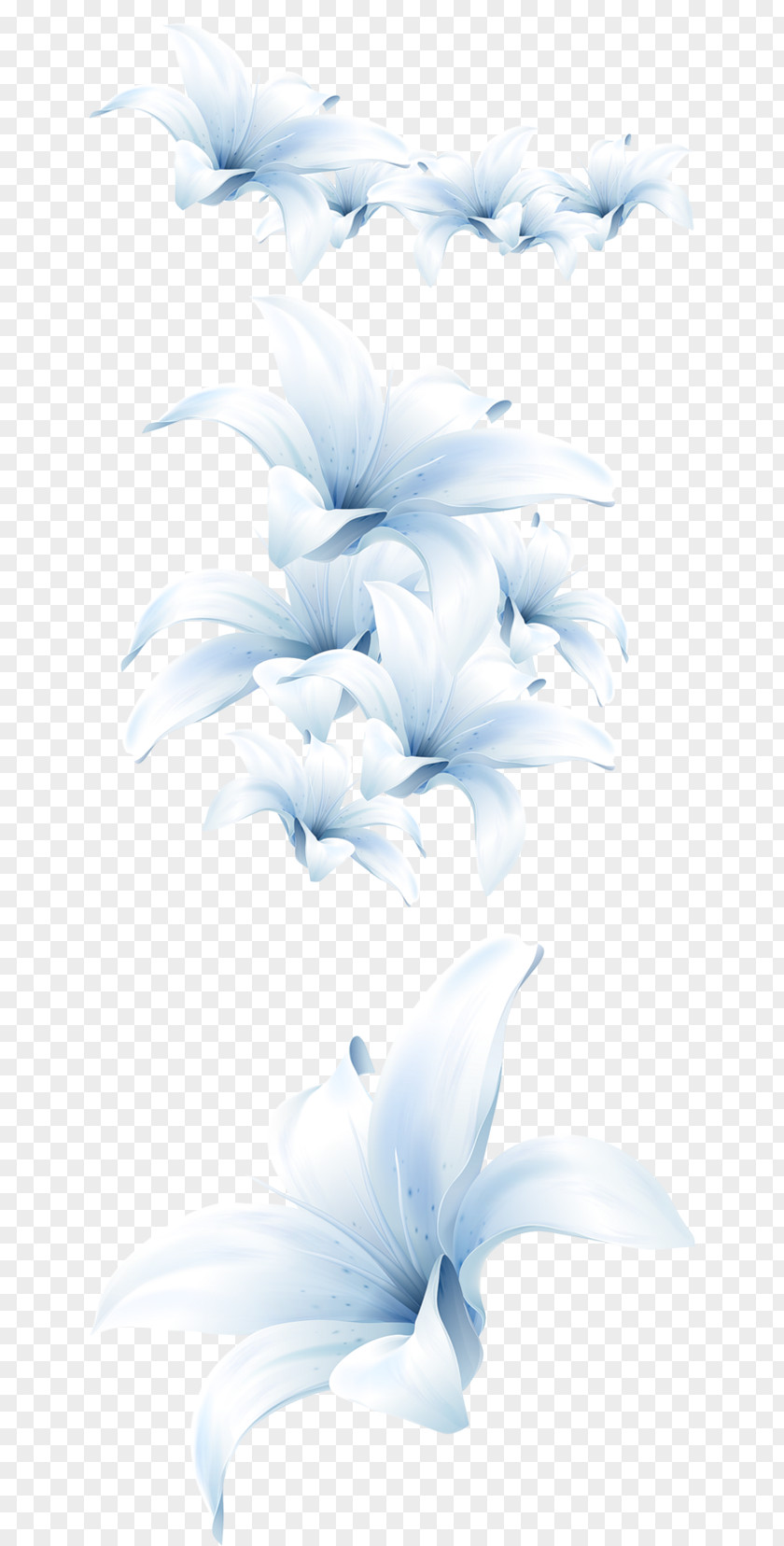 Lily Flower Bouquet Lilium Candidum White PNG