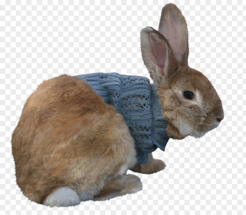 Rabbit Domestic Hare Easter Bunny Polish PNG